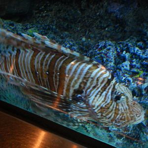 Common Lionfish