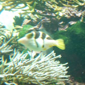 Mimic Filefish