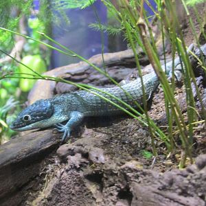 mexican aboreal alligator lizard