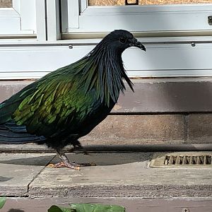 Heckle the Nicobar pigeon