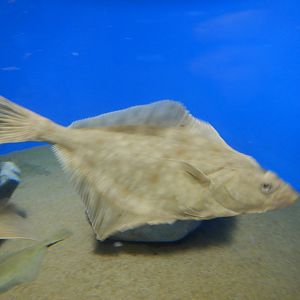 Flatfish ID