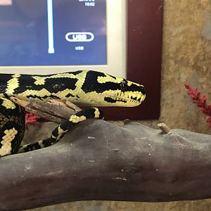 Carpet python
