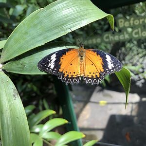 Malay lacewing
