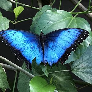 Common blue morpho