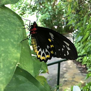 Female Cairns birdwing