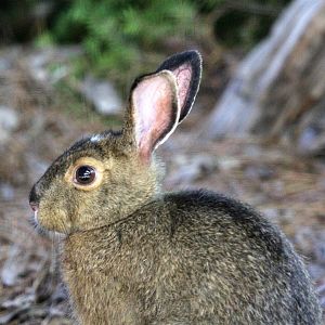 snowshoe hare (Lepus americanus)