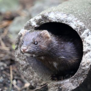 American mink (Neovison vison)