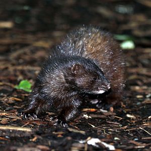 American mink (Neovison vison)