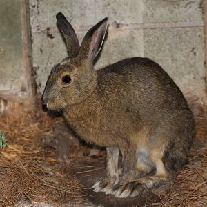 snowshoe hare (Lepus americanus)