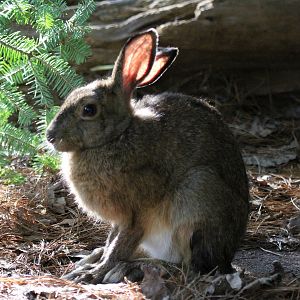 snowshoe hare (Lepus americanus)