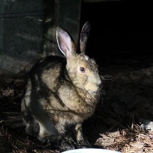 snowshoe hare (Lepus americanus)