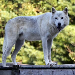 Arctic wolf (Canis lupus arctos)