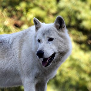 Arctic wolf (Canis lupus arctos)