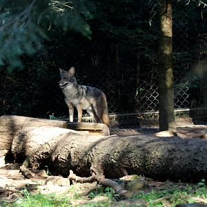 coyote (Canis latrans)
