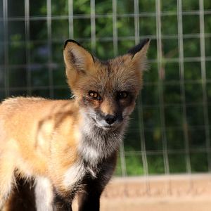 red fox (Vulpes vulpes)