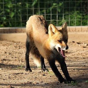 red fox (Vulpes vulpes)