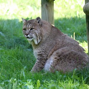 bobcat (Lynx rufus)