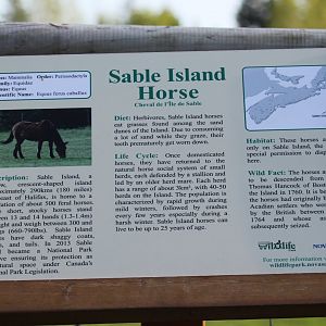 Sable Island Horse Sign