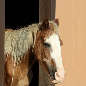 Sable Island horse (Equus ferus caballus) aka Mr. Ed
