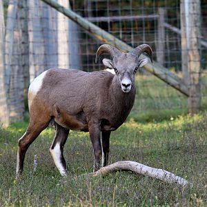 bighorn sheep (Ovis canadensis)