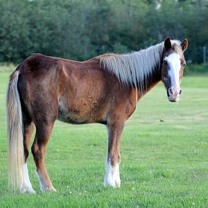 Sable Island horse (Equus ferus caballus)