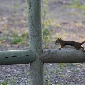 American red squirrel (Tamiasciurus hudsonicus) wild