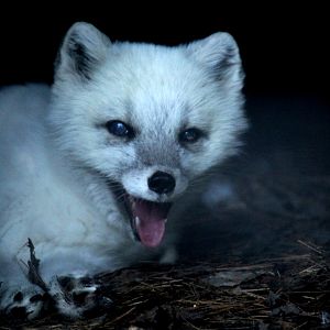 Arctic fox (Vulpes lagopus)