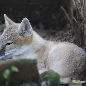 swift fox (Vulpes velox)