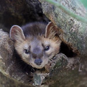 American marten (Martes americana)
