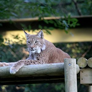Eurasian lynx (Lynx lynx)