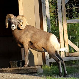 bighorn sheep (Ovis canadensis) male