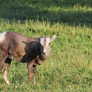 bighorn sheep (Ovis canadensis) young