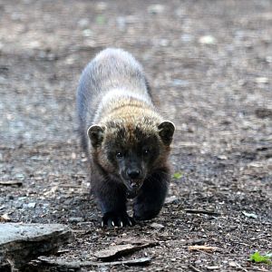 fisher (Pekania pennanti)