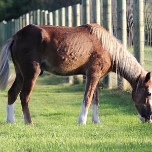 Sable Island horse (Equus ferus caballus)