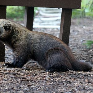 fisher (Pekania pennanti)
