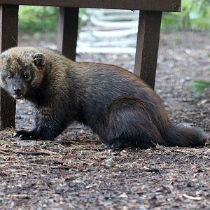 fisher (Pekania pennanti)