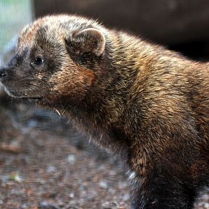 fisher (Pekania pennanti)