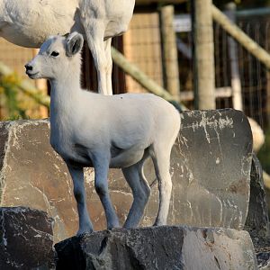 Dall's Sheep (Ovis dalli dalli) young