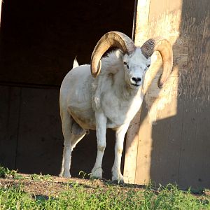 Dall's Sheep (Ovis dalli dalli) male