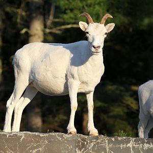 Dall's Sheep (Ovis dalli dalli) female