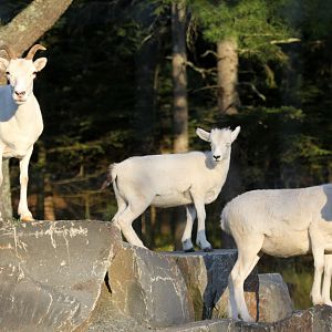 Dall's Sheep (Ovis dalli dalli) group
