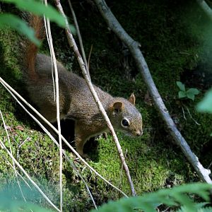 American red squirrel (Tamiasciurus hudsonicus)