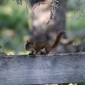 American red squirrel (Tamiasciurus hudsonicus)
