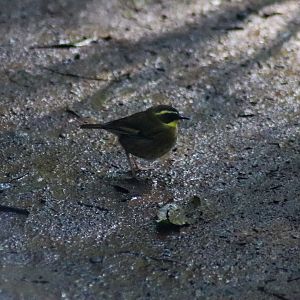 Yellow-throated Scrubwren (Sericornis citreogularis)