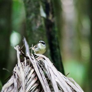 White-browed Scrubwren (Sericornis frontalis)