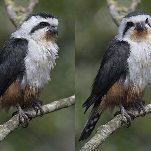 Collared falconet double portrait