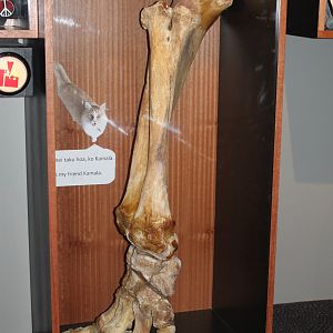 Elephant leg bones, from Wellington Zoo's Kamala
