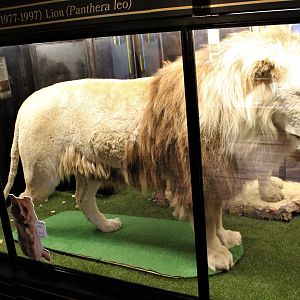 Rusty the Lion from Wellington Zoo