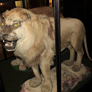 King Dick the Lion from Wellington Zoo