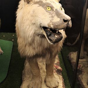 King Dick the Lion from Wellington Zoo
